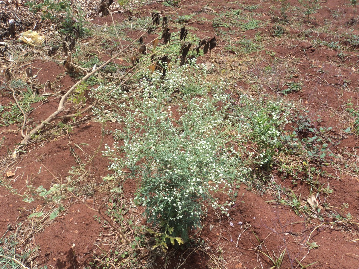 Parthenium hysterophorus L.